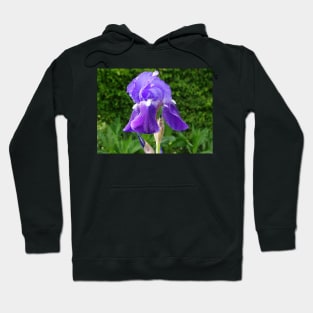 Bearded Iris Hoodie